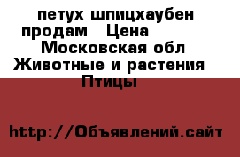 петух шпицхаубен продам › Цена ­ 2 500 - Московская обл. Животные и растения » Птицы   